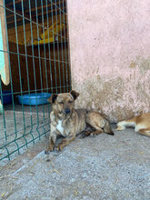 TRACY, Hund, Mischlingshund in Rumänien - Bild 6