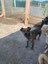 TRACY, Hund, Mischlingshund in Rumänien - Bild 7