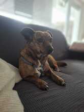 TRACY, Hund, Mischlingshund in Herten