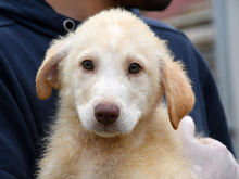 GEPPETTO, Hund, Mischlingshund in Mannheim - Bild 1