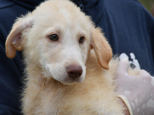 GEPPETTO, Hund, Mischlingshund in Mannheim - Bild 2