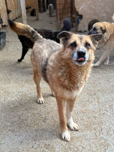 BLAKE, Hund, Mischlingshund in Rumänien - Bild 1