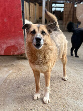 BLAKE, Hund, Mischlingshund in Rumänien - Bild 3