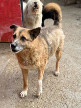 BLAKE, Hund, Mischlingshund in Rumänien - Bild 4