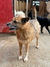 BLAKE, Hund, Mischlingshund in Rumänien - Bild 5
