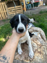 GUNNAR, Hund, Mischlingshund in Rumänien - Bild 1