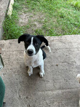 GUNNAR, Hund, Mischlingshund in Rumänien - Bild 2