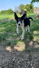 GUNNAR, Hund, Mischlingshund in Rumänien - Bild 4