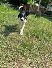 GUNNAR, Hund, Mischlingshund in Rumänien - Bild 5