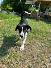 GUNNAR, Hund, Mischlingshund in Rumänien - Bild 6
