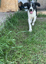 GUNNAR, Hund, Mischlingshund in Rumänien - Bild 7