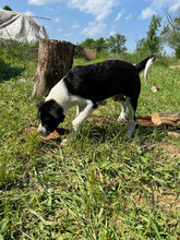 GUNNAR, Hund, Mischlingshund in Rumänien - Bild 8