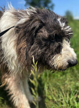 LORENZO, Hund, Mischlingshund in Rumänien - Bild 1