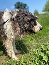 LORENZO, Hund, Mischlingshund in Rumänien - Bild 2