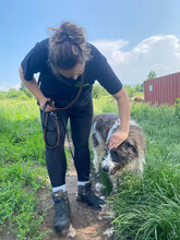 LORENZO, Hund, Mischlingshund in Rumänien - Bild 3