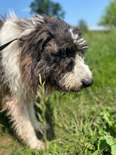 LORENZO, Hund, Mischlingshund in Rumänien - Bild 5