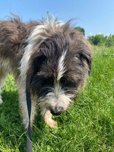LORENZO, Hund, Mischlingshund in Rumänien - Bild 6