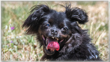 MORENA, Hund, Mischlingshund in Portugal - Bild 1