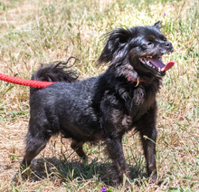 MORENA, Hund, Mischlingshund in Portugal - Bild 2