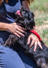 MORENA, Hund, Mischlingshund in Portugal - Bild 4