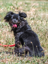 MORENA, Hund, Mischlingshund in Portugal - Bild 5