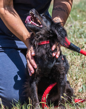 MORENA, Hund, Mischlingshund in Portugal - Bild 6