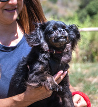 MORENA, Hund, Mischlingshund in Portugal - Bild 7