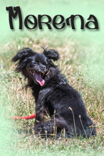 MORENA, Hund, Mischlingshund in Portugal - Bild 8