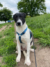 BRIA, Hund, Mischlingshund in Rumänien - Bild 1