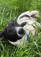 BRIA, Hund, Mischlingshund in Rumänien - Bild 3