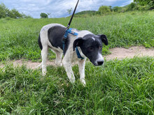 BRIA, Hund, Mischlingshund in Rumänien - Bild 4