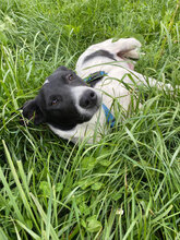 BRIA, Hund, Mischlingshund in Rumänien - Bild 5
