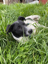 BRIA, Hund, Mischlingshund in Rumänien - Bild 6