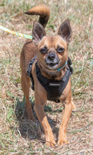 SUSHI, Hund, Pinscher in Portugal - Bild 1