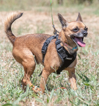 SUSHI, Hund, Pinscher in Portugal - Bild 10