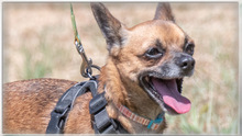 SUSHI, Hund, Pinscher in Portugal - Bild 2