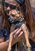 SUSHI, Hund, Pinscher in Portugal - Bild 3