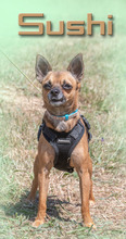 SUSHI, Hund, Pinscher in Portugal - Bild 5