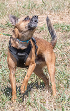 SUSHI, Hund, Pinscher in Portugal - Bild 6