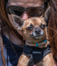 SUSHI, Hund, Pinscher in Portugal - Bild 7