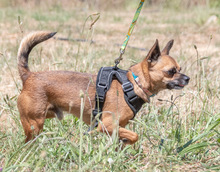 SUSHI, Hund, Pinscher in Portugal - Bild 8