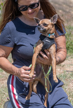 SUSHI, Hund, Pinscher in Portugal - Bild 9