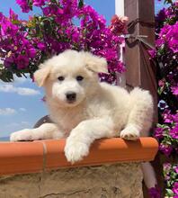 ALEX, Hund, Mischlingshund in Italien - Bild 1