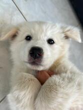 ALEX, Hund, Mischlingshund in Italien - Bild 5