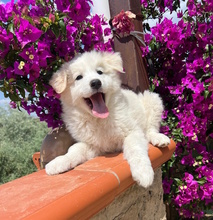 ALEX, Hund, Mischlingshund in Italien - Bild 6