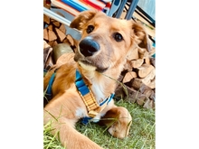 VEIT, Hund, Mischlingshund in Erlangen - Bild 1