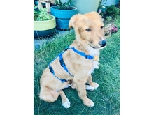 VEIT, Hund, Mischlingshund in Erlangen - Bild 10