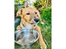 VEIT, Hund, Mischlingshund in Erlangen - Bild 11