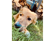 VEIT, Hund, Mischlingshund in Erlangen - Bild 12