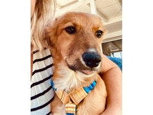 VEIT, Hund, Mischlingshund in Erlangen - Bild 2
